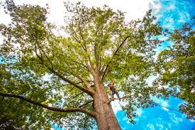 Reliable Donora, PA Tree Care Solutions