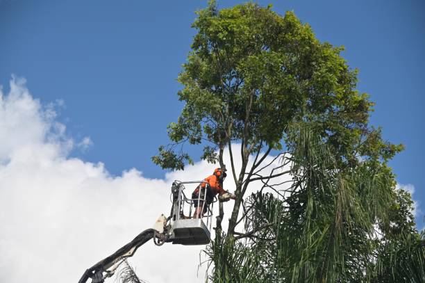 How Our Tree Care Process Works  in  Donora, PA